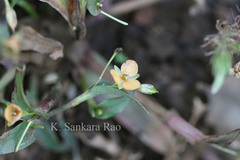 Murdannia lanuginosa
